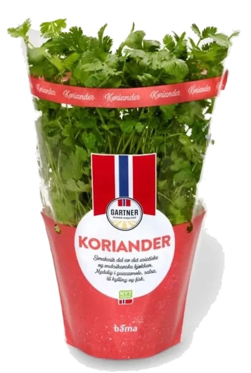 Koriander I Potte Bama
