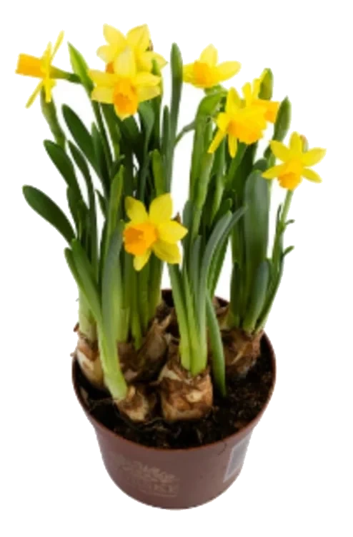 PÅSKELILJER 10.5 CM