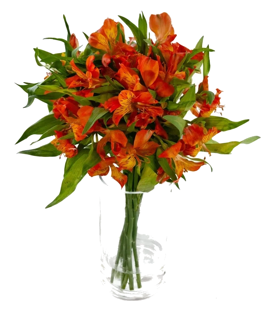 Inkalilje oransje