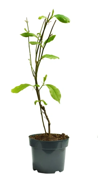 Magnolia -