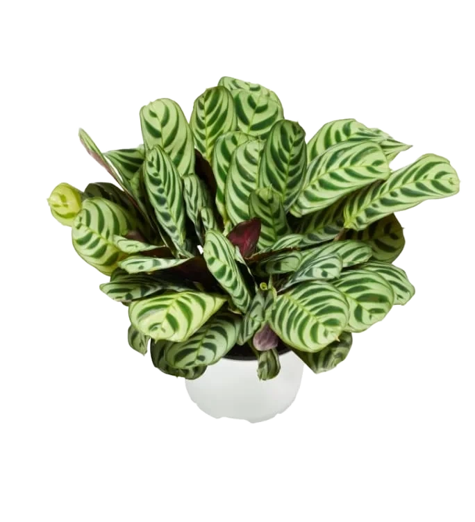 Calathea Mix