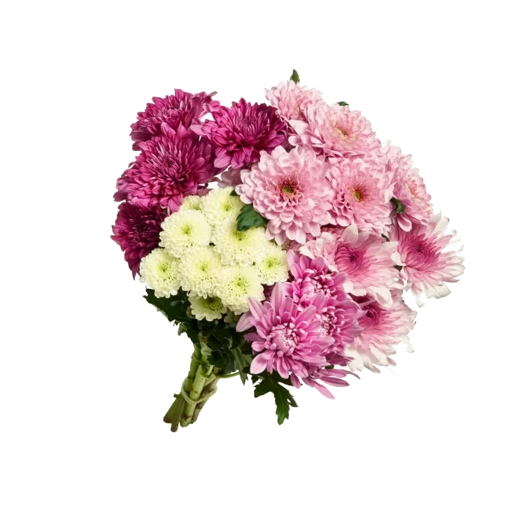 Chrysanthemum Mix