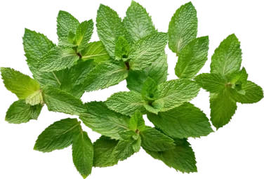 Peppermint 80g So Fresh