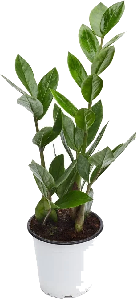Zamioculcas