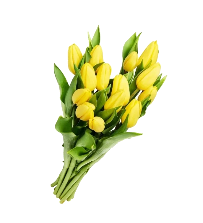 Tulipaner 14pk
