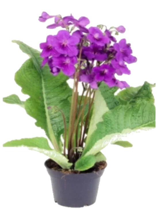 Streptocarpus Vrifrukt
