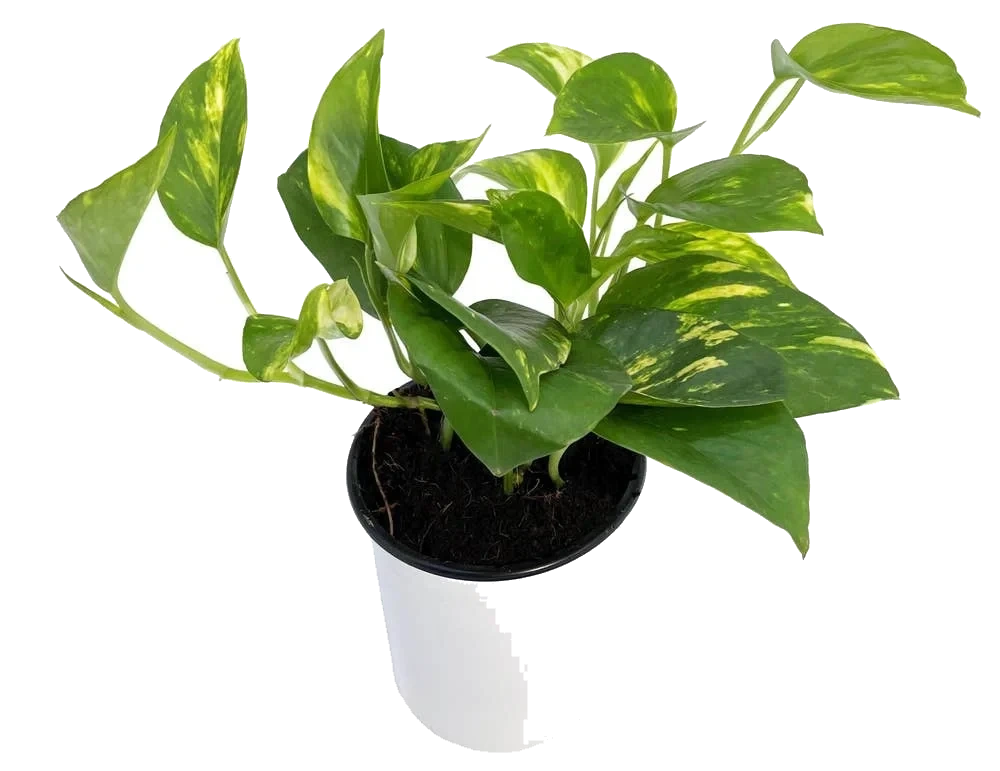 Epipremnum
