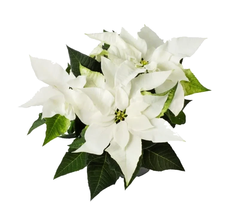 Julestjerne Hvit Flergrenet 12cm