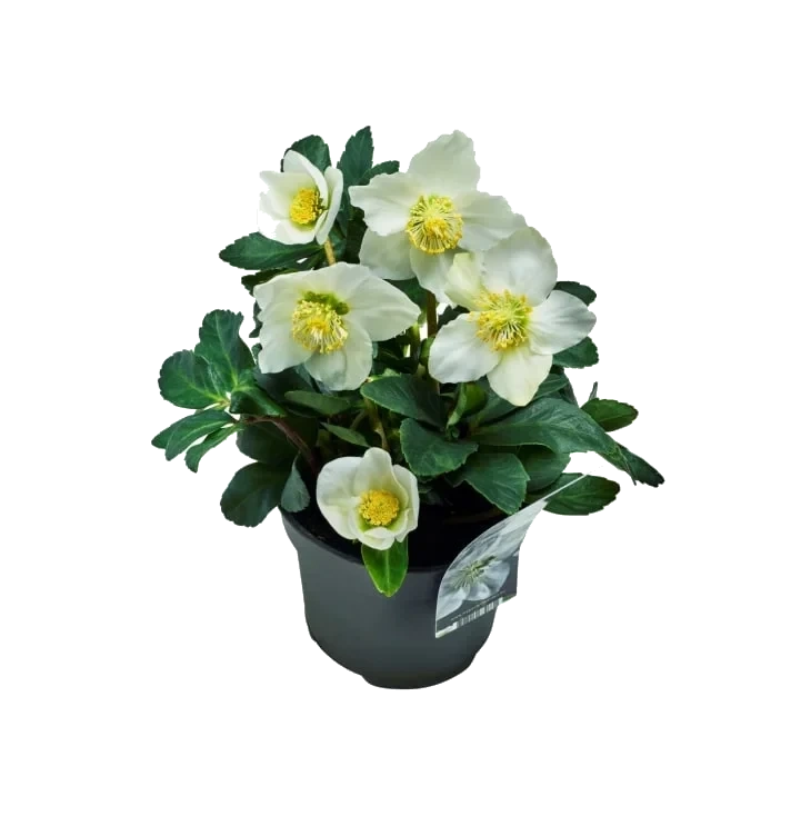 Helleborus Julerose 12cm
