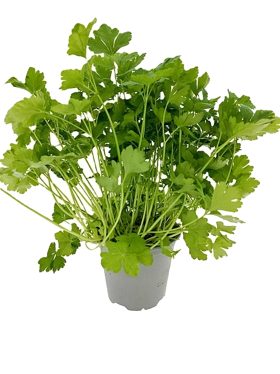 Bladpersille Premium Urt Langtidsholdbar