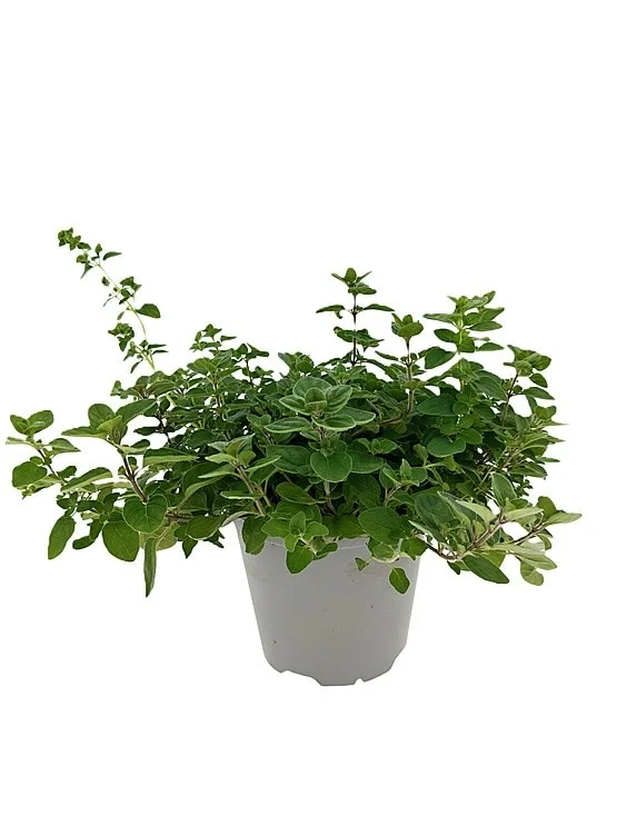 Oregano Stor 750g Ravnsborg