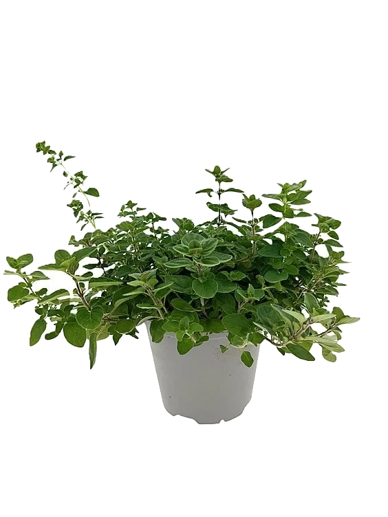 Oregano Stor 750g Ravnsborg