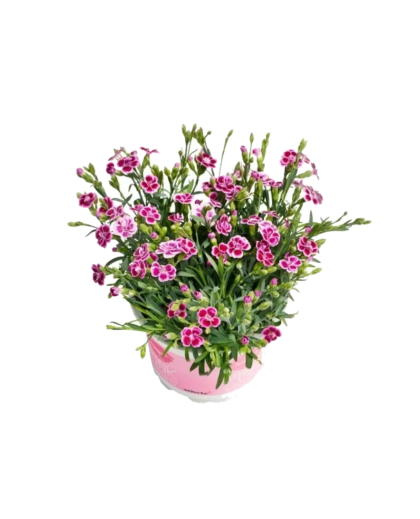 Pottenellik Diantica 11cm