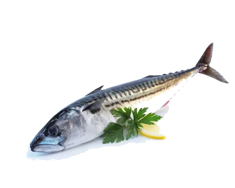 Hel makrell ca. 500g. Fra fiskedisken