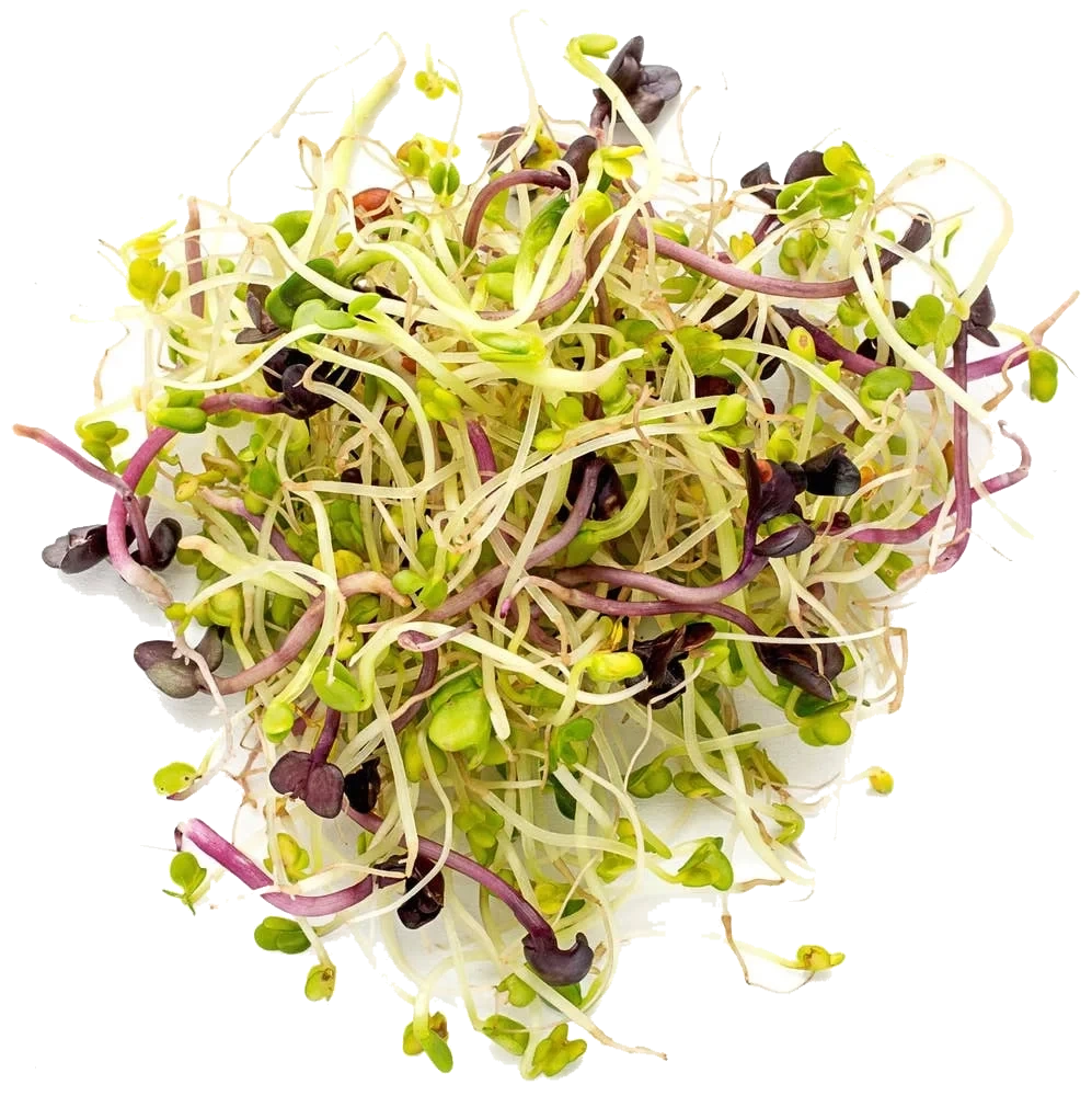 Økologiske Taco spiremix -Brokolli, Kløver, Mungbønner