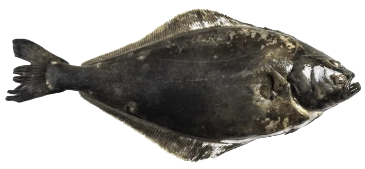 Kveite hel Sterling Oppdrett 3-5kg