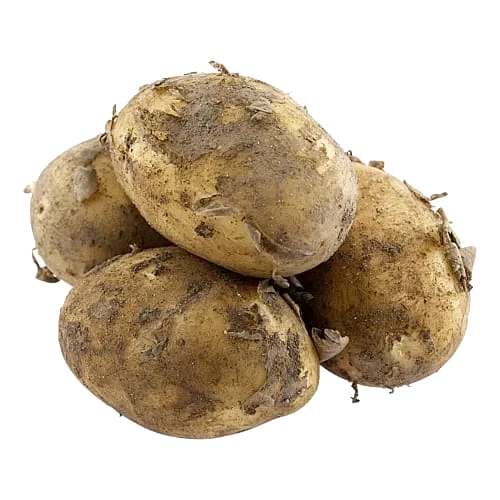 Färskpotatis Otvättad Klass 1