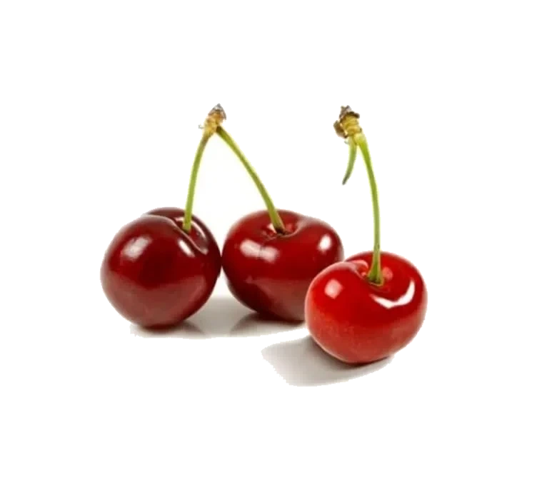 Moreller Kg