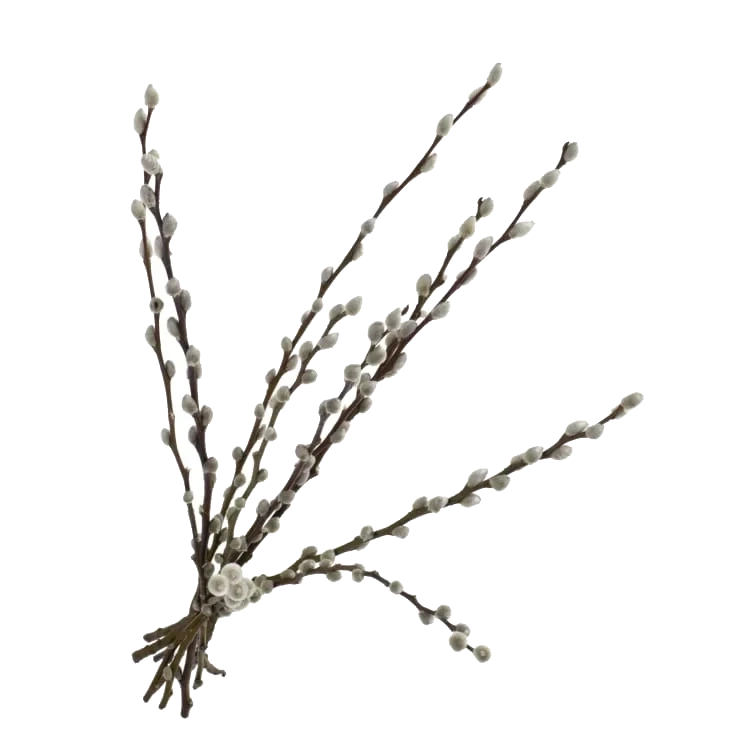 Salix Gåsunger