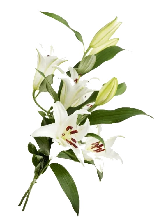 Orientalsk Lilje 13cm Gave