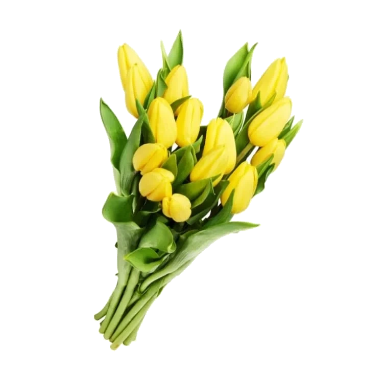 Tulipan 15pk Tulipan 15pk
