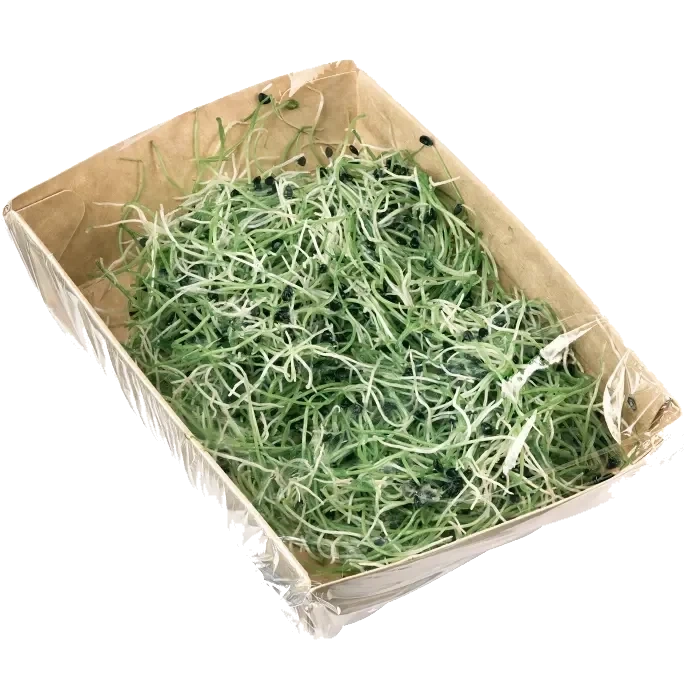 Vitlöksgroddar 50g Klass 1