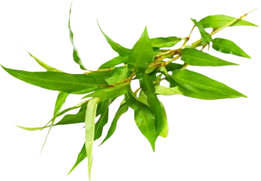 Praew Leaves 80g So Fresh
