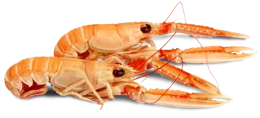Sjøkreps Kokt