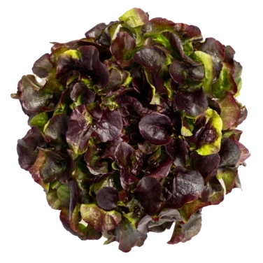 Red Oak Løsvekt Salat Spiseklar Rød Ekeblad 1.5kg Onna