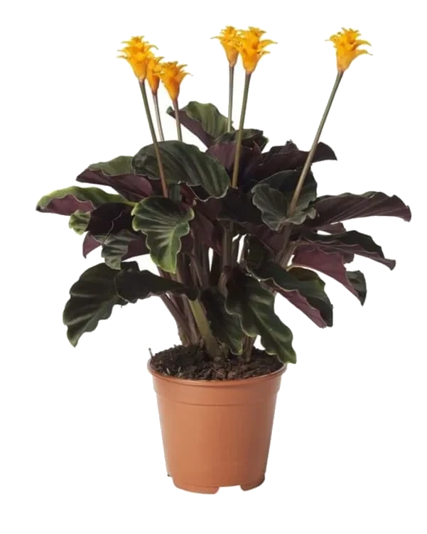 Calathea Crocata -