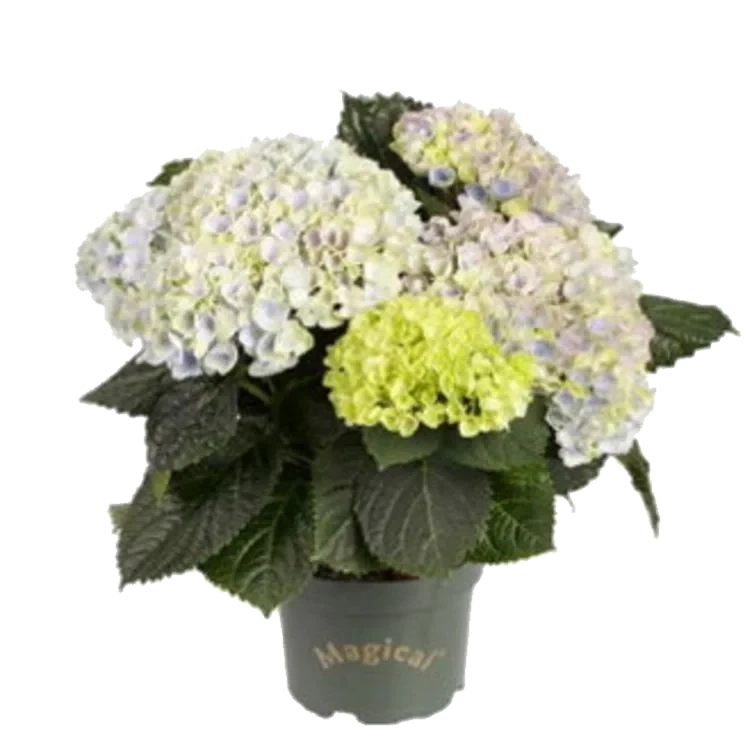 Hortensia Magical 11cm