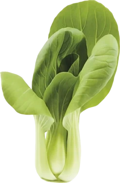 Mini Shanghai Pak Choi 500g So Fresh
