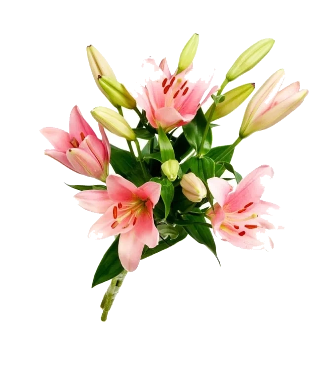 Alstromeria Inkalilje 6pk
