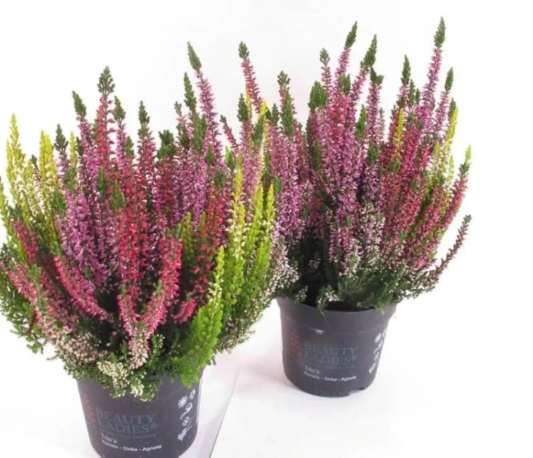 Calluna Trio 14cm