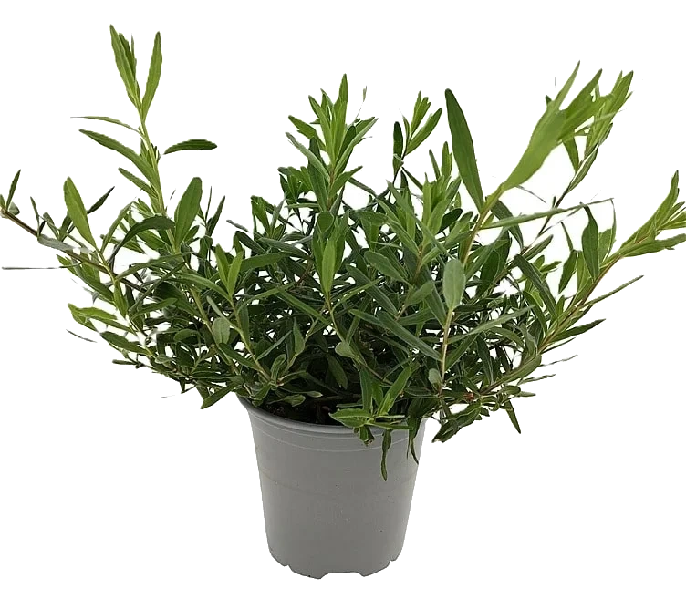 Estragon Fransk 650g Ravnsborg