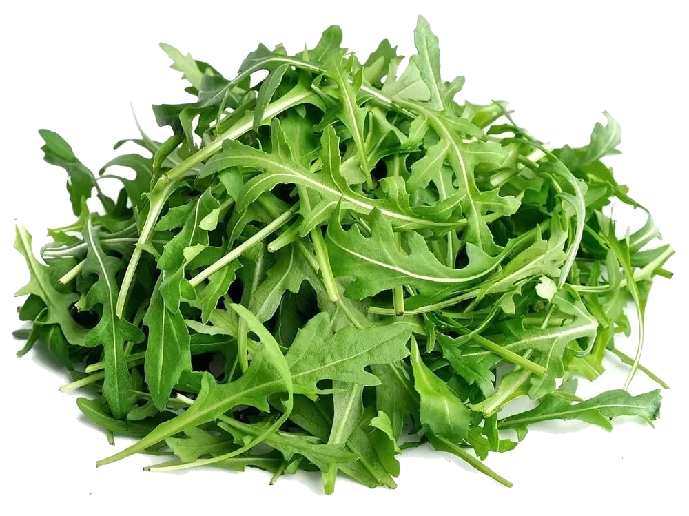 Økologisk Ruccula