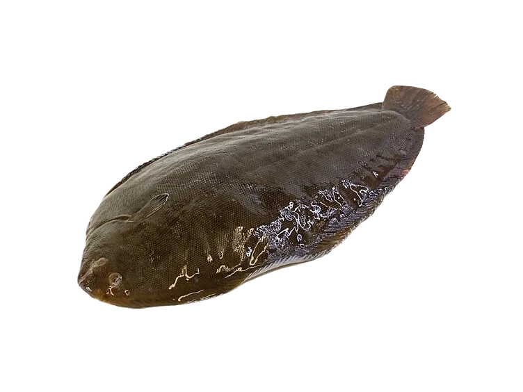 Sjøtunge hel