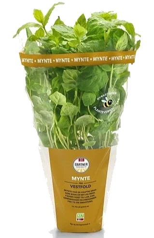 Mynte 9cm Potte Gartner