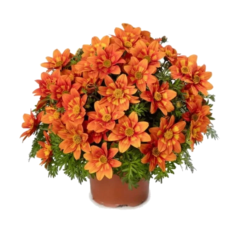 Bidens 14cm