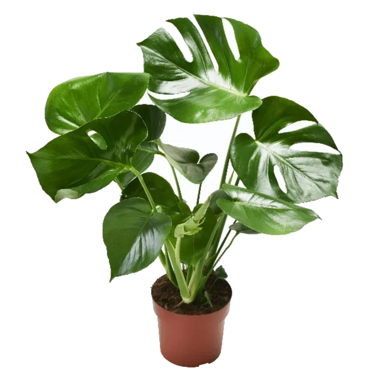 Monstera 17cm