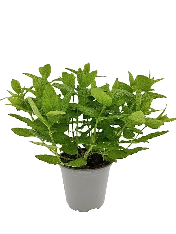 Mynte Marokkansk 650g Ravnsborg