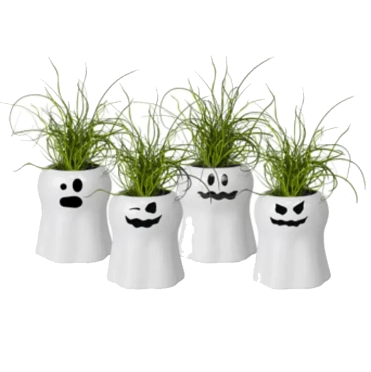 Juncus i Spøkelsespotte