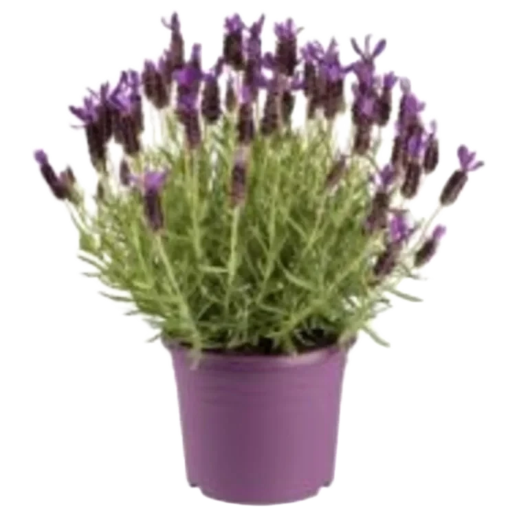 Lavendel 15cm