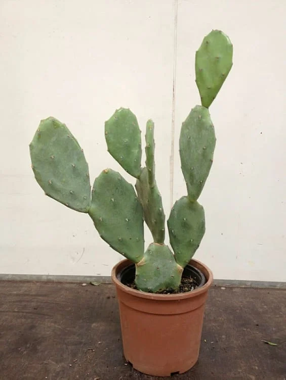 Opuntia 15cm