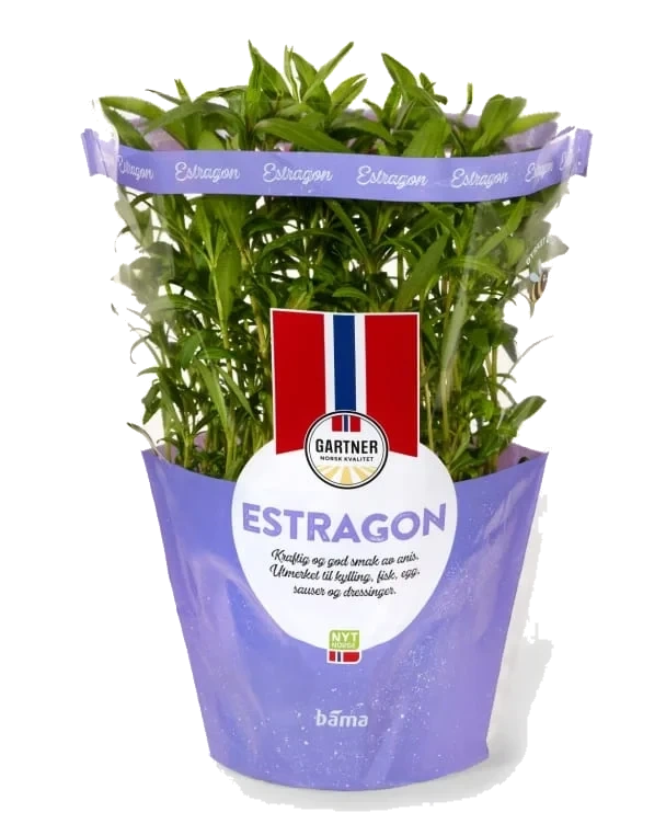 Estragon 12cm Stor Potte