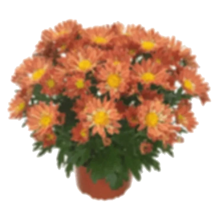 Krysantemum 12cm