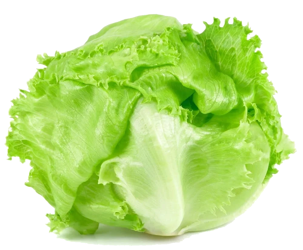 Økologisk isbergsalat
