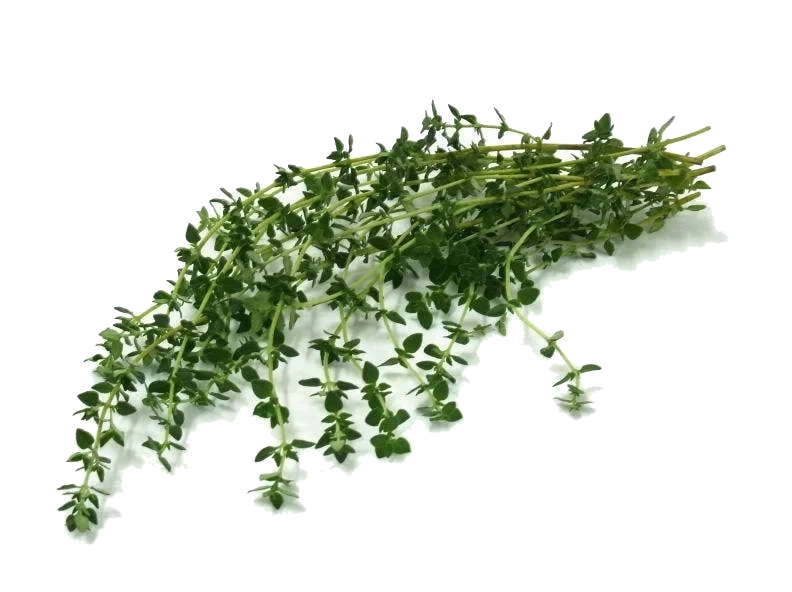 Fersk Timian