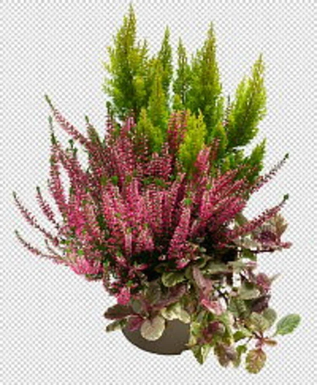 Calluna Miks 17cm