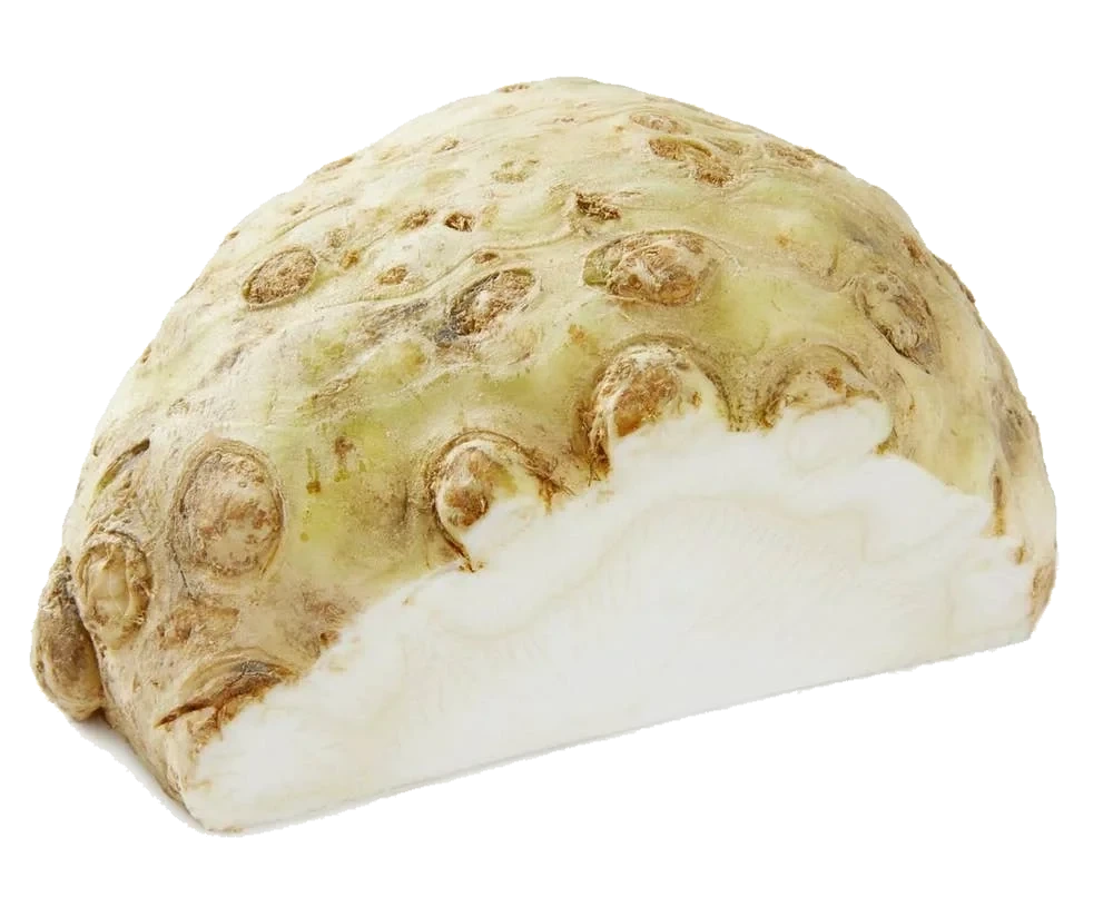 Sellerirot